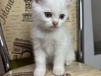 Scottish Fold Erkek Beyaz Nevşehir