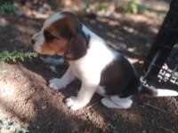 Şampiyon Soyundan Beagle Yavrular