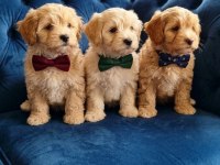 Süper maltipoo yavrular