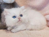 British Longhair Bayram Şekerleri