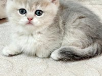 Full Şecereli Scottish Straight Golden Yavrular