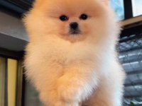 Dişi Ve Erkek Teddy Bear Pomeranian Yavrular