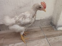 Ötmeye yaklaşan horoz civcivleri