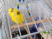 Çok Fazla Kuş Olduğundan Dolayı Sahiplendirilecek