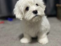 Safkan harika maltese bebeğim