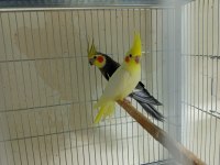 Yeni Yeme Düşmüş Sultan Papağanları