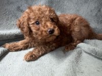 Red Brown Toy Poodle