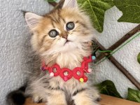 Dişi Golden British Pofuduğum Uygun