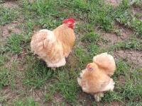 Buff Cüce Cochin Kuluçkalık Yumurta Ve Anaç Bulunur