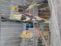 Ev Beslemesi Sultan Papağanları