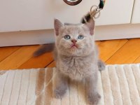 Gri lilac erkek ve dişi yavru kediler