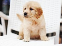 Golden retriever köpeği yavruları