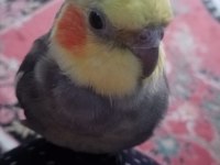 Erkek sultan papağanı kayıp ilanı