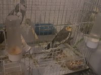 1 erkek ve 1 dişi çift ev üretimi sultan papağanlar