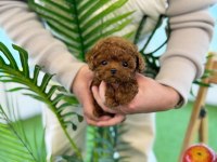 Aşılı Toy Poodle Yavrularımız