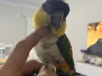 Full evcil caique insan ayrımı yapmaz