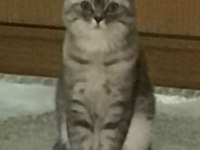 Scottish fold ücretsiz sahiplendirme