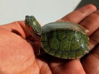 Singapur kırmızı yanak su kaplumbağası