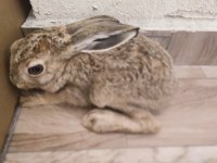 Hayatınızda gördüğünüz en tatlı ve hızlı tavşan