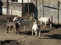 Damızlık 3 Bull Terrier Dişimiz Satılıktır Toplu