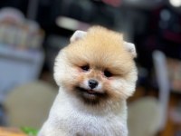 Teddy Bear Pomeranian Boo
