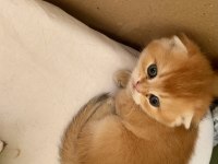 Safkan Golden Ny11 Yeşil Gözlü Sarışın Erkek Scottish Bebek