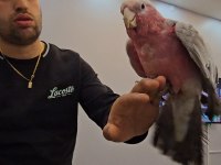 Full Evcil Bebek Kakadu