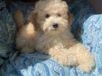 Anne Altından Poodle Yavrular