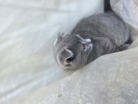 2 Aylık Scottish Fold Kızımız