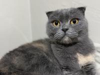 Scottish Fold Kedimiz Ücretsiz