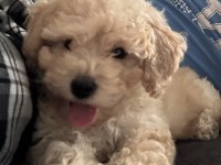 2.5 aylık dişi maltipoo