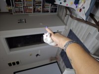 Kafesinde Birlikte Hamster