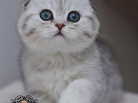 Canım Tosbik Silver Scottish Fold Shorthair