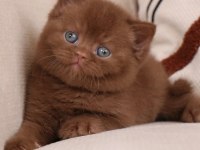Minik Mocha Chocolate British Shorthair