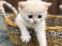 British Longhair / Shorthair & Golden Point