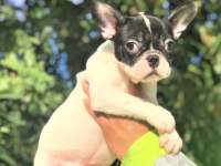 French Bulldog Yavruları