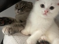 Yavru Scottish Fold