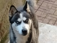 Husky erkek köpeği