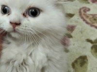 2 kardeş tuvalet eğitimli 4 aylık scottish fold