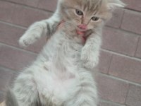 Yavru Kedilerimiz Yeni Yuvalarını Arıyorlar