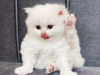 Maviş british longhair prens