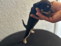 Safkan 0 Numara Minyatür Pinscher