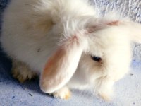 Teddy Lop Damızlık Altı Tavşan Yavrular