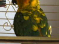 Güneş konur papağanımızı sahiplendirme