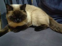 Dişi Siyam Kedisi 1 Yaşında