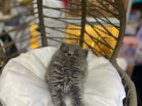 Bebek British Longhair