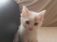 Sevimli Oyuncu Kırpık Ve Kardeşlerimiz