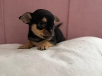 Anne Altından Şivava Bebişler