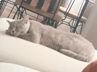 Peri Kızım British Shorthair