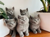 Beklenen ilan açıldı a+ brıtısh shorthair yavrular